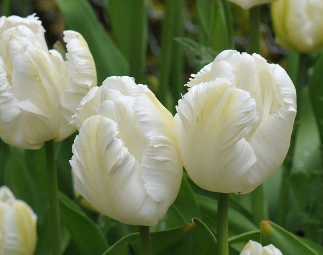Classic white tulips