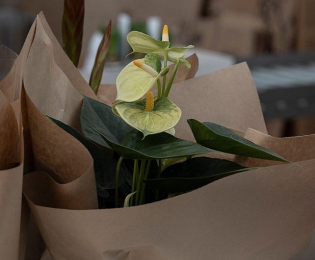 We package our plants with care