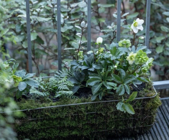 garden wilding advice