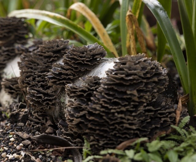 garden wilding advice