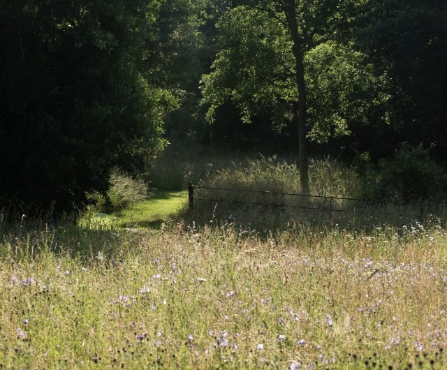garden wilding advice