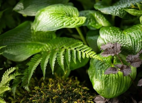 Green is a colour