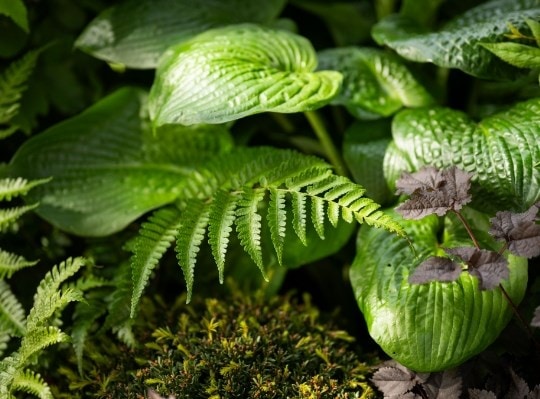 Green is a colour