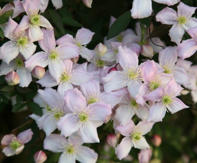 Group 1 - Early flowering clematis