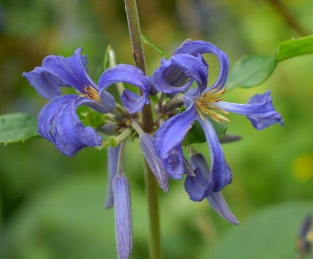Herbaceous clematis