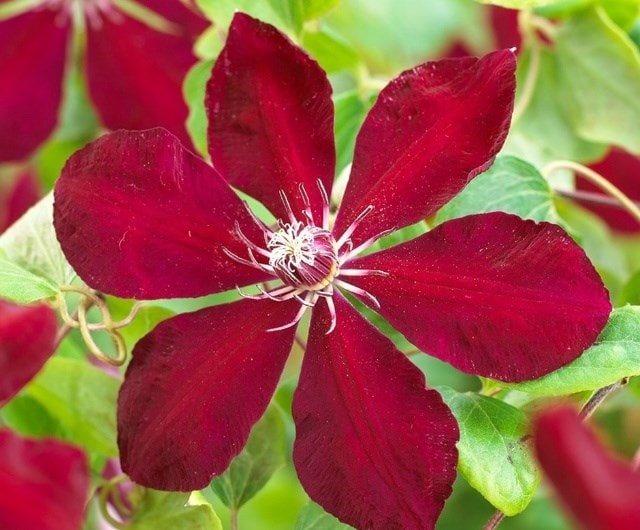 Group 2 - Large-flowering clematis