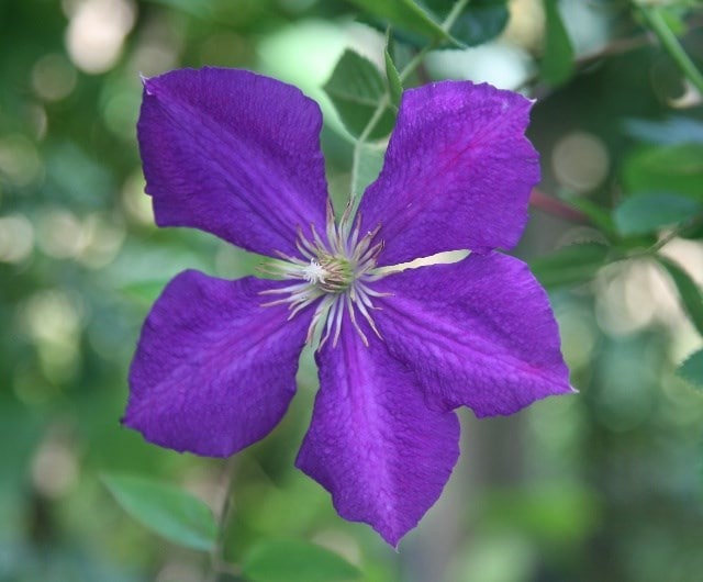 Group 3 - Late-flowering clematis