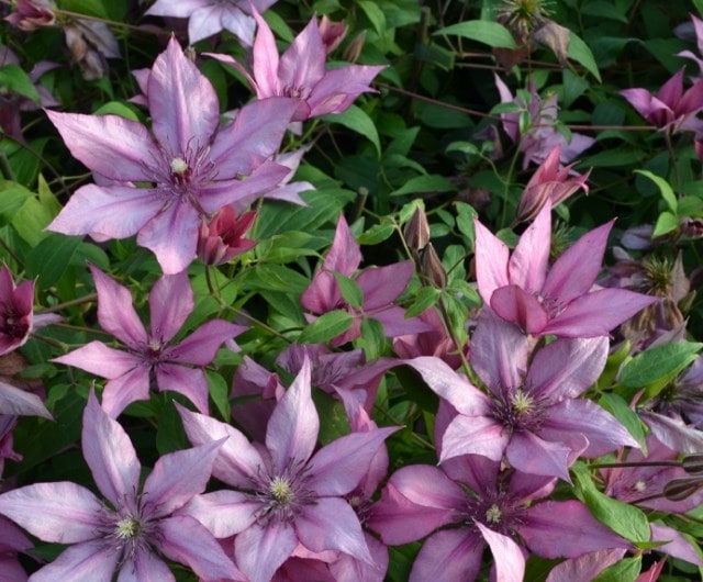 Why gardeners love clematis