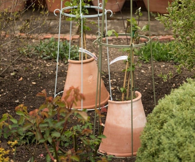 Planting and getting established