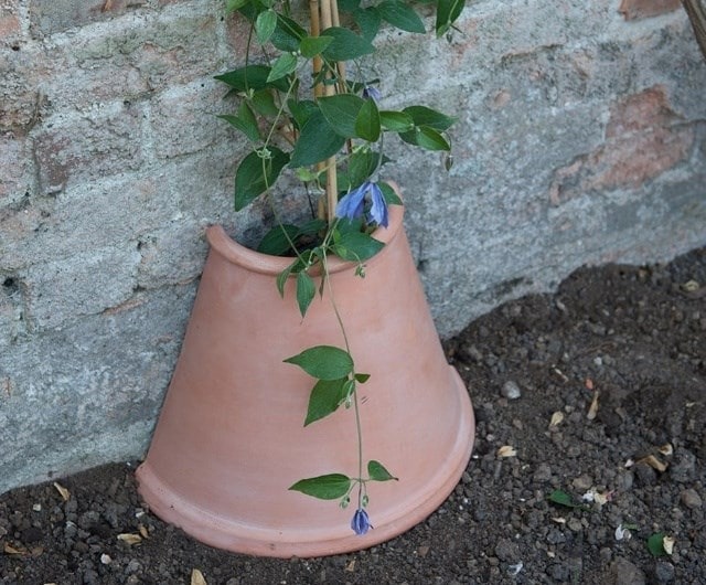 Where to grow clematis