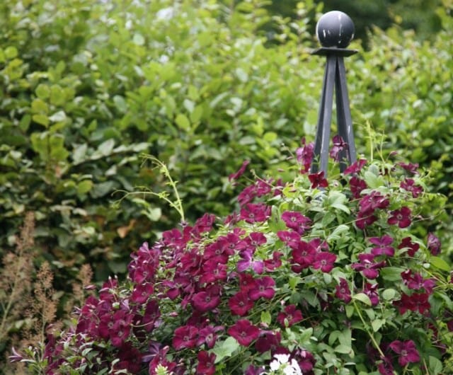 Growing clematis for wildlife