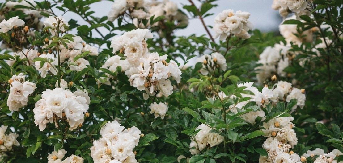 beautiful climbing roses for all garden types