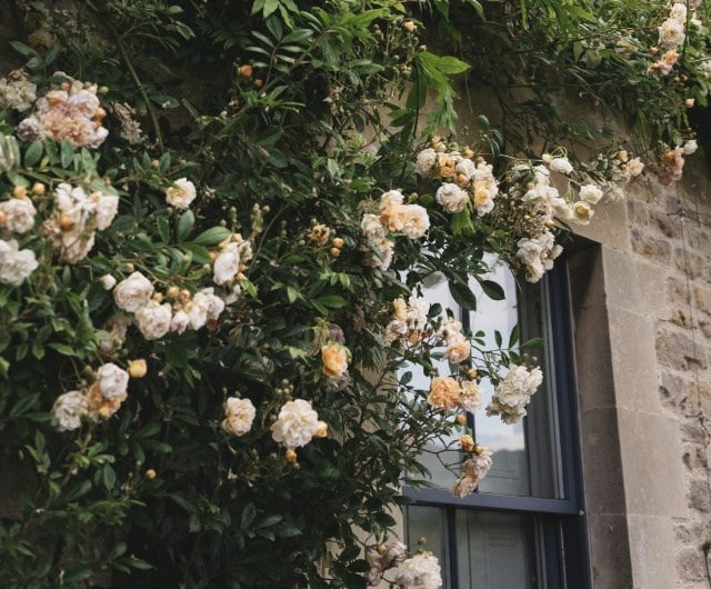 repeat flowering rambling roses for north-facing walls