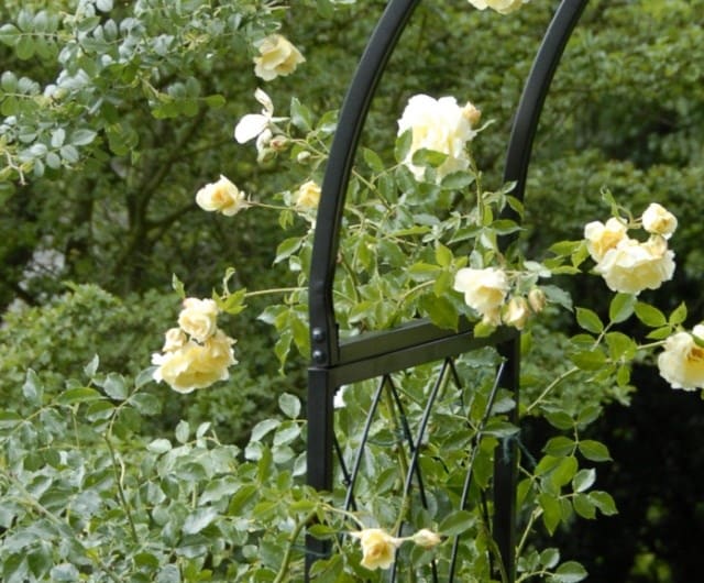 how to encourage flowering on climbing roses