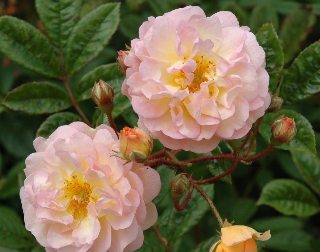 Climbing roses