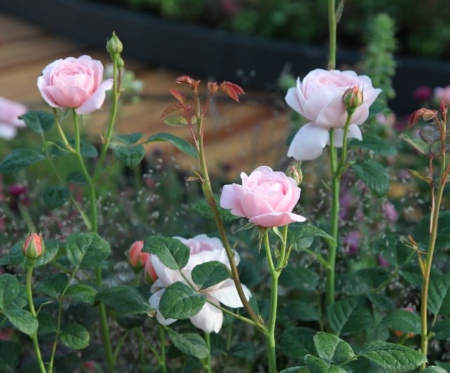 companion plants for roses that flower in spring