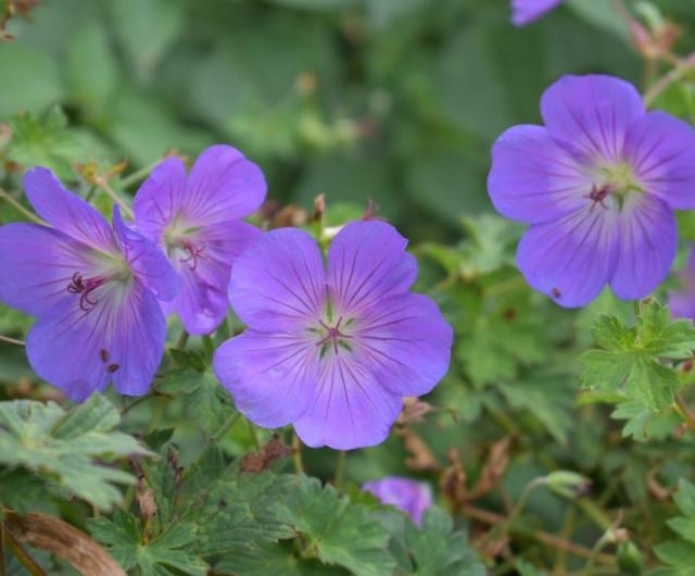 geraniums to plant with roses, best planting companions for roses