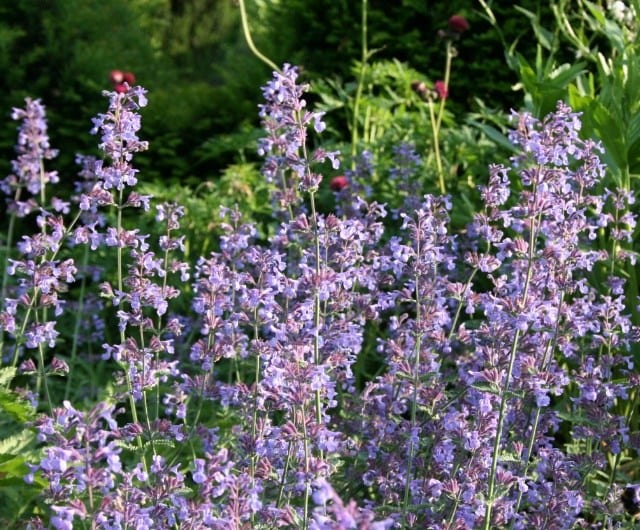 blue nepeta flowers for planting with roses