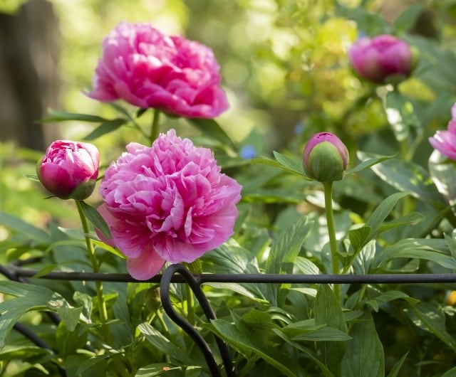 planting peonies with roses, top rose companion plants