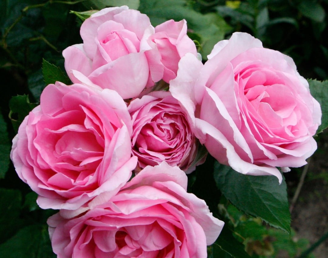 Best scented roses