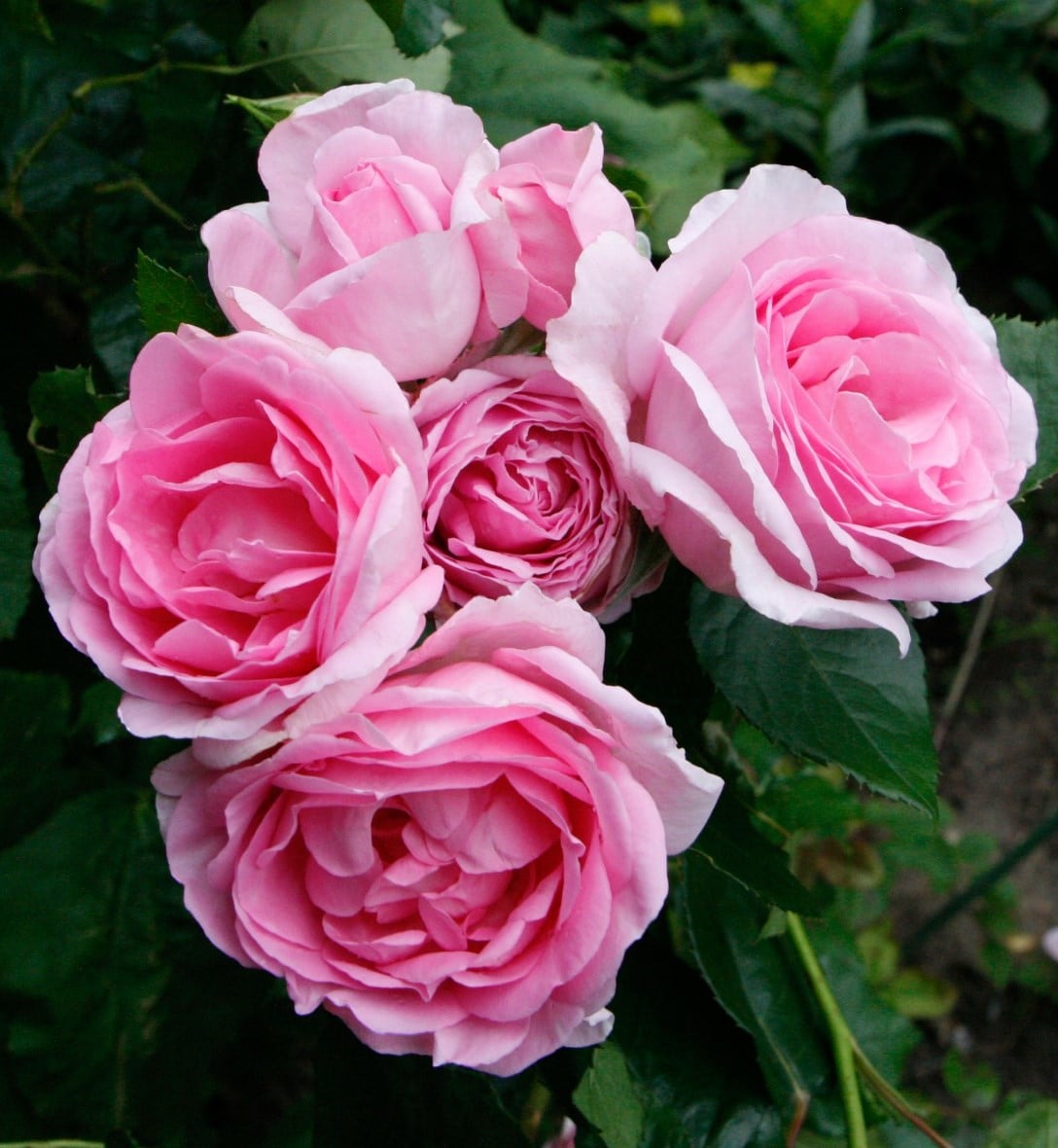 Best scented roses