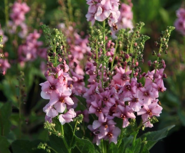 verbascum planting companion with roses
