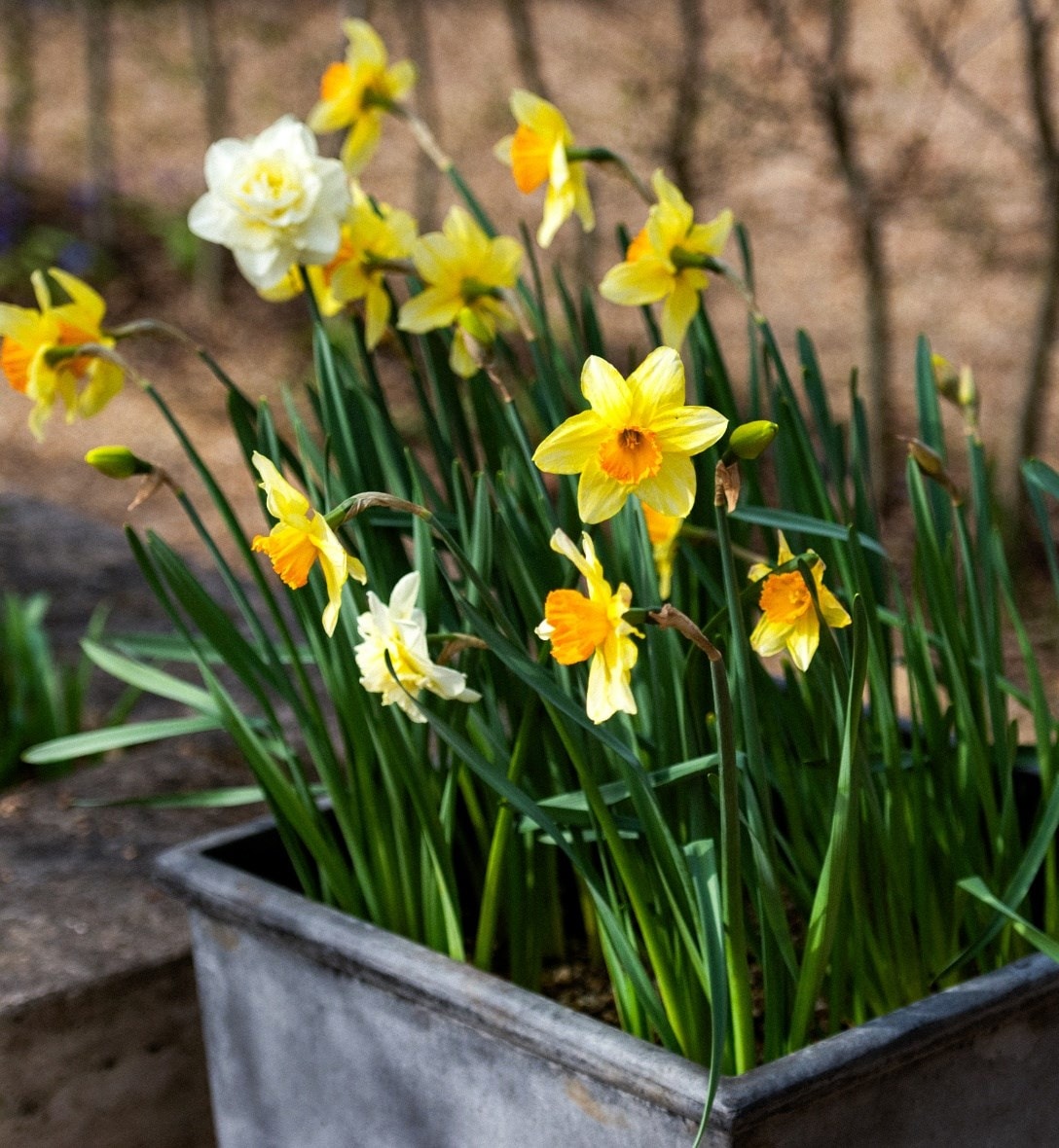 Daffodil collections
