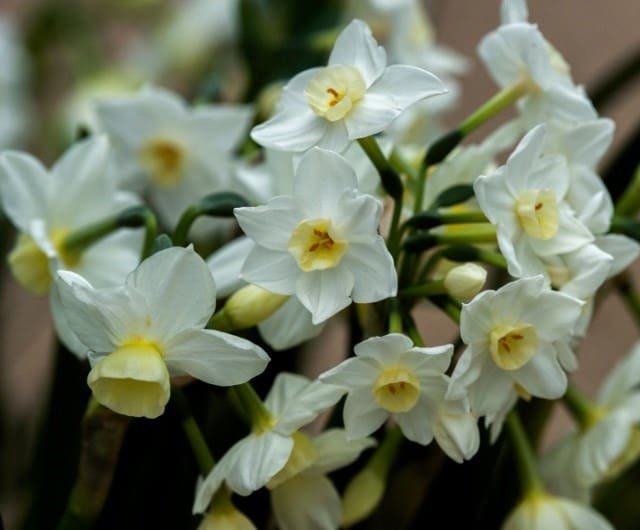 when to plant daffodils for top spring displays