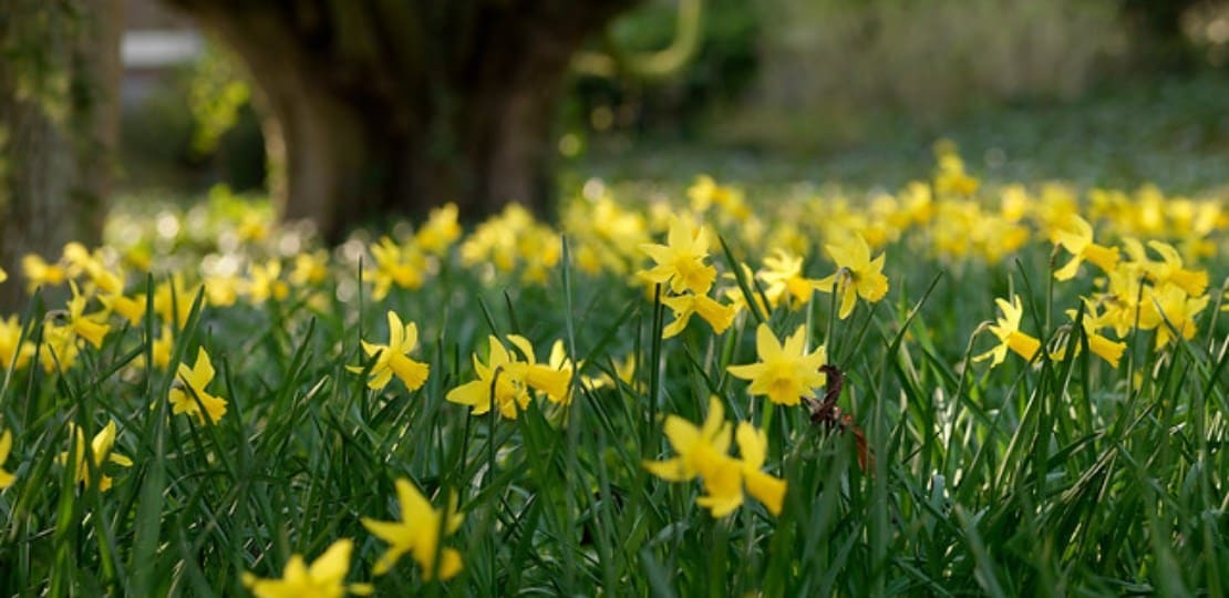 how to create a daffodil lawn, naturalising daffodil bulbs