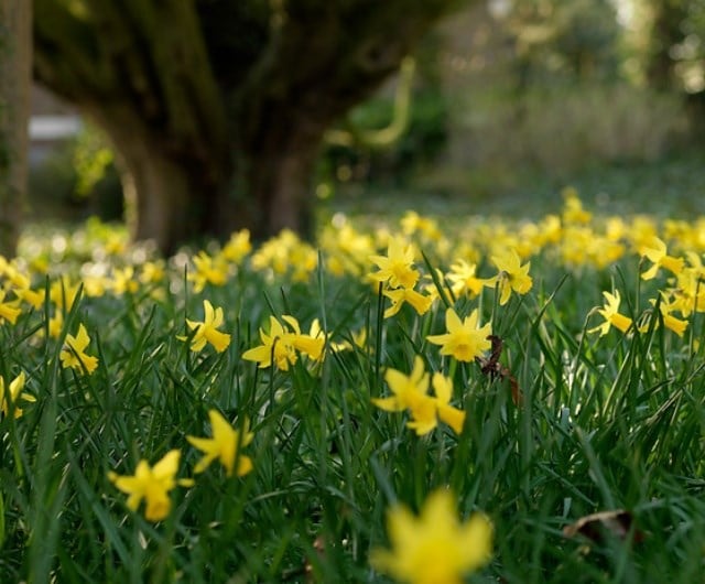 how to create a daffodil lawn, naturalising daffodil bulbs