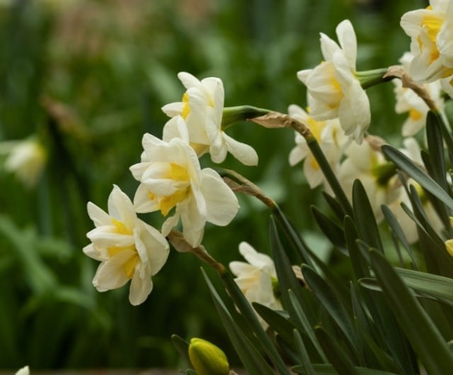 choosing the right location for your daffodil bulbs