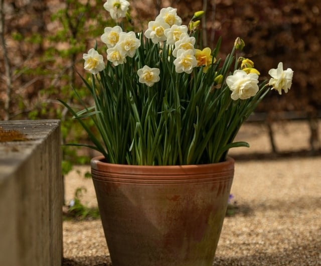 how to grow daffodil bulbs