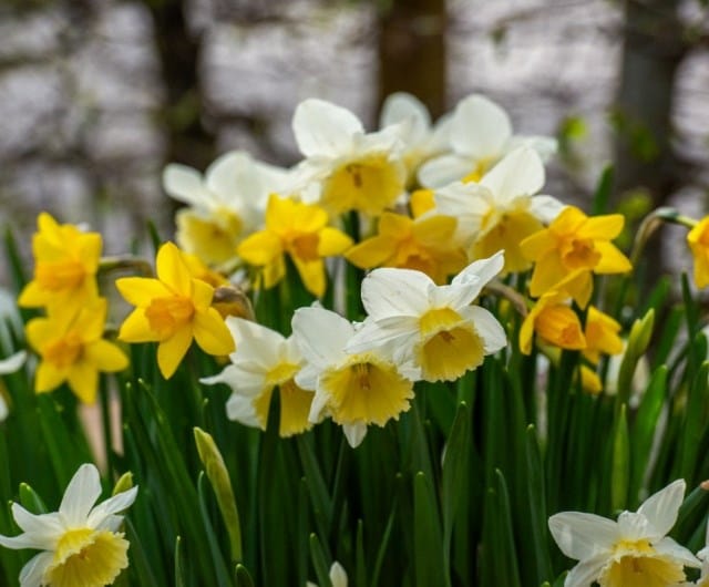 Daffodils / RHS Gardening