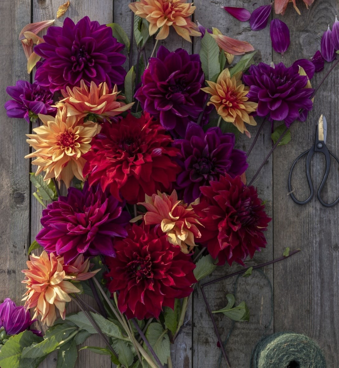 Dahlia collection
