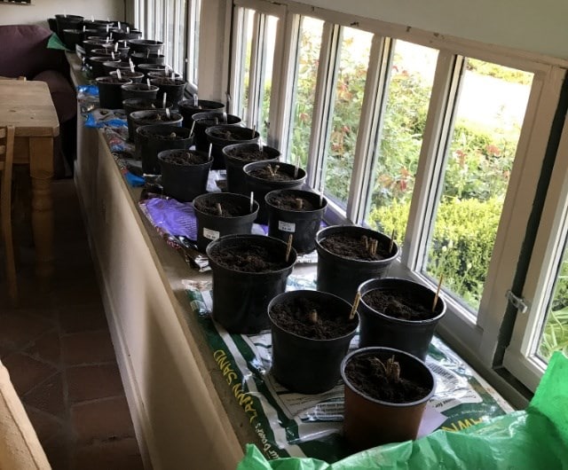 how to dig up dahlias to store them for winter