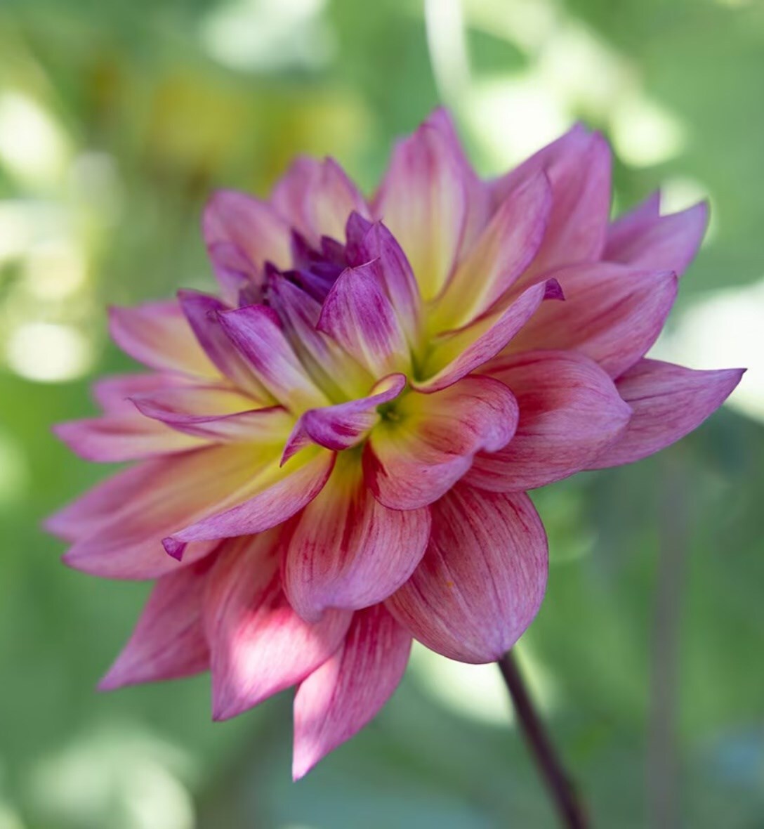 Dinner plate dahlias