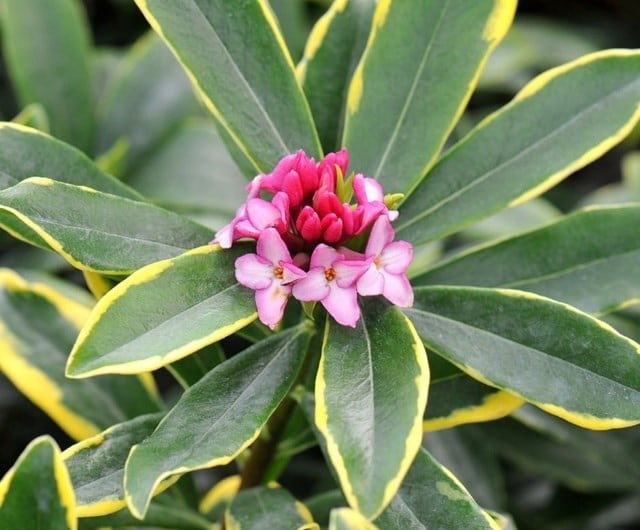 Daphne (Daphne odora 'Aureomarginata')