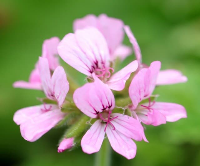 Scented geranium (Pelargonium 'Attar of Roses')