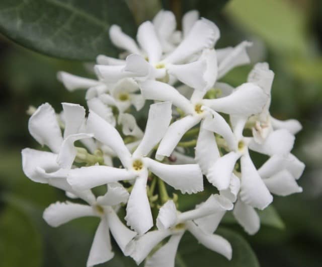 Star jasmine (Trachelospermum jasminoides)