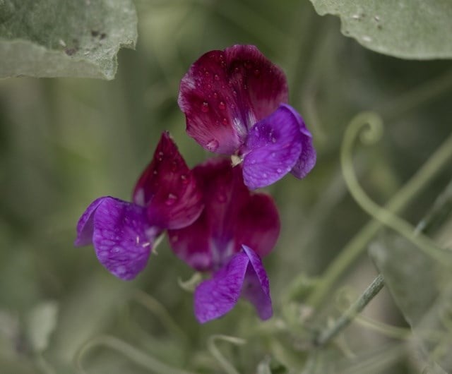 Daphne (Daphne odora 'Aureomarginata')