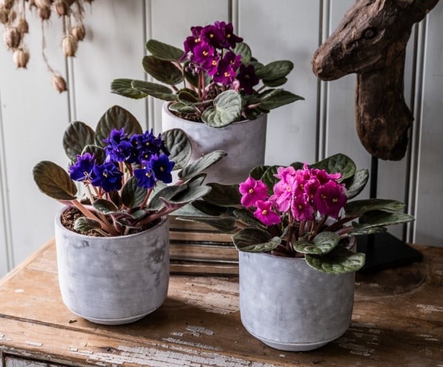 How to care for indoor flowering plants, including our top choices
