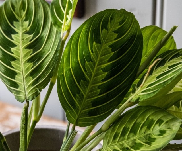 how to care for foliage house plants