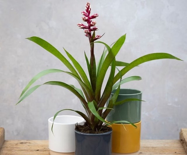 easy to care for exotic houseplants, bromeliad flowering houseplants