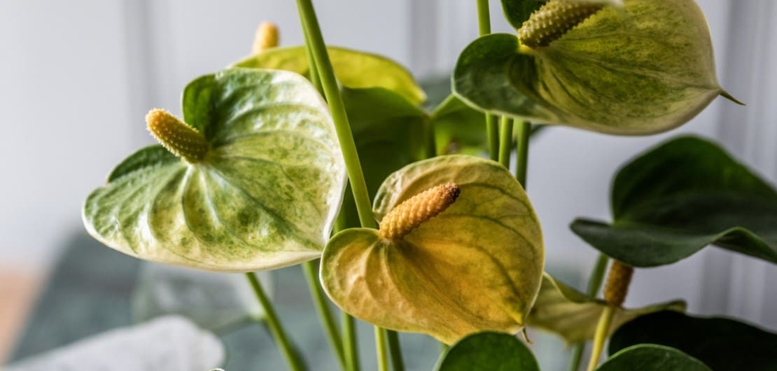 Indoor flowering plants that are easy to care for