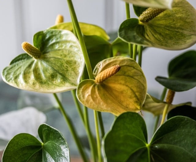 Indoor flowering plants that are easy to care for