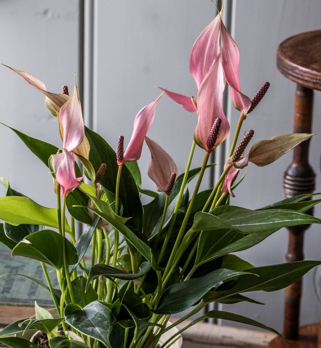 Indoor flowering gifts