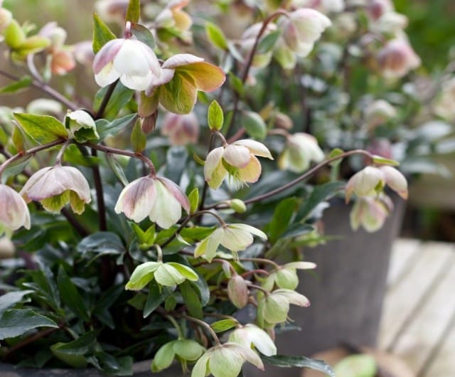 Focus on foliage for form and structure