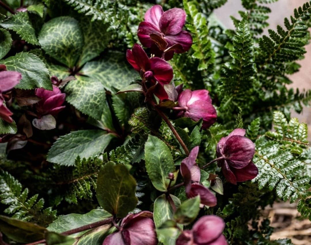 Shop all hellebores