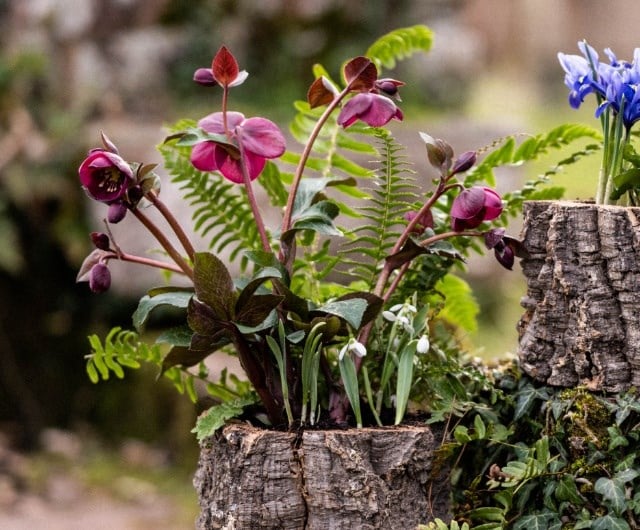 Hellebore displays in pots or containers
