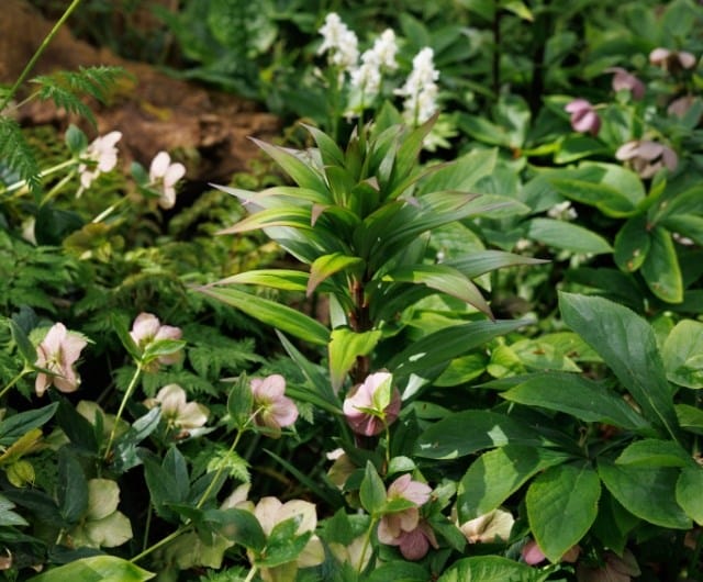 Create a naturalised look in woodland, cottage or urban gardens